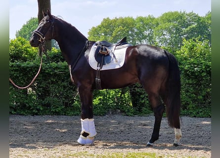 Oldenburger, Wallach, 4 Jahre, 172 cm, Rappe