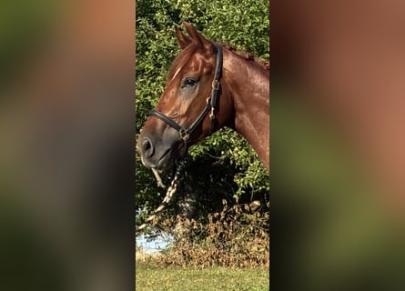 Oldenburger, Wallach, 4 Jahre, 173 cm, Fuchs