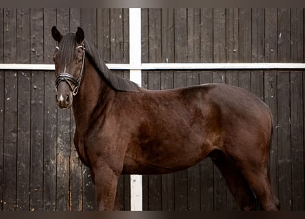 Oldenburger, Wallach, 4 Jahre, 173 cm, Rappe