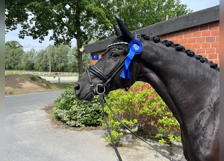 Oldenburger, Wallach, 4 Jahre, 173 cm, Rappe