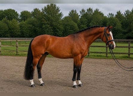 Oldenburger, Wallach, 4 Jahre, 174 cm, Brauner