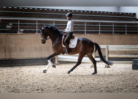 Oldenburger, Wallach, 4 Jahre, 174 cm, Dunkelbrauner