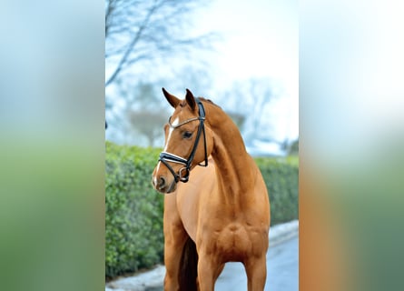 Oldenburger, Wallach, 4 Jahre, 174 cm, Fuchs