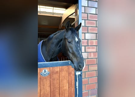 Oldenburger, Wallach, 4 Jahre, 174 cm, Rappe