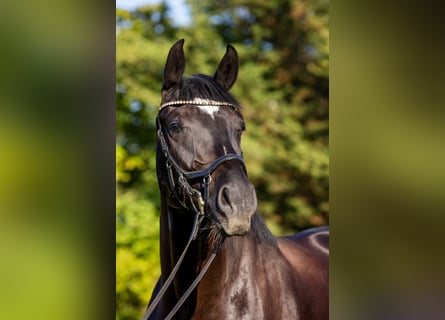 Oldenburger, Wallach, 4 Jahre, 174 cm, Rappe