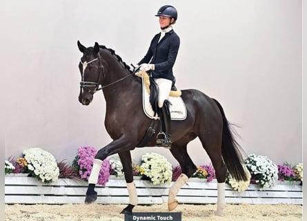 Oldenburger, Wallach, 4 Jahre, 174 cm, Rappe