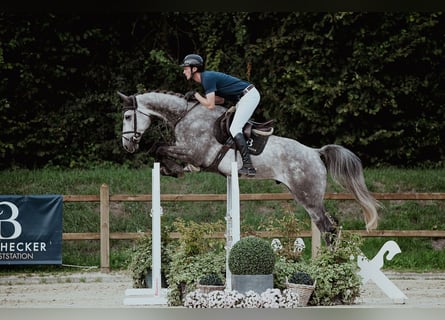 Oldenburger, Wallach, 4 Jahre, 174 cm, Schimmel