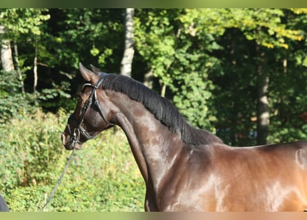 Oldenburger, Wallach, 4 Jahre, 174 cm, Schwarzbrauner