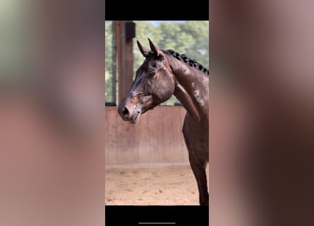 Oldenburger, Wallach, 4 Jahre, 174 cm, Schwarzbrauner