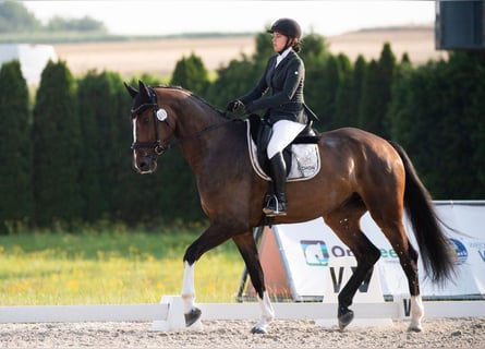 Oldenburger, Wallach, 4 Jahre, 175 cm, Brauner