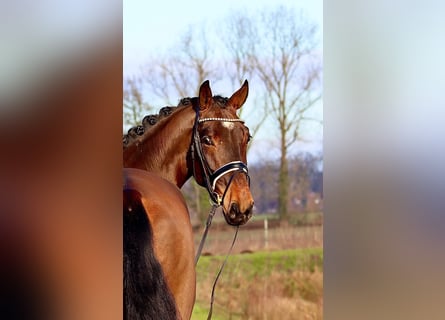 Oldenburger, Wallach, 4 Jahre, 175 cm, Brauner