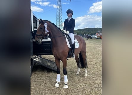 Oldenburger, Wallach, 4 Jahre, 175 cm, Dunkelbrauner