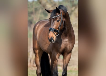 Oldenburger, Wallach, 4 Jahre, 175 cm, Dunkelbrauner