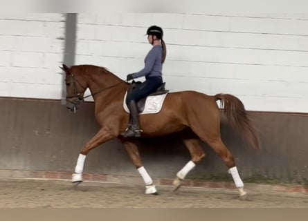 Oldenburger, Wallach, 4 Jahre, 176 cm, Fuchs Oldenburger, Wallach, 4 Jahre, 176 cm, Fuchs