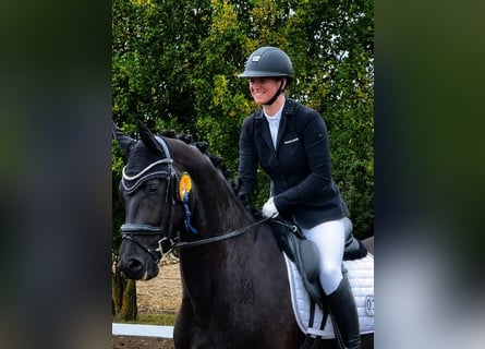 Oldenburger, Wallach, 4 Jahre, 176 cm, Rappe