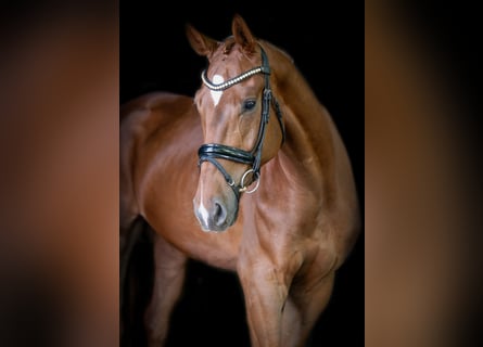 Oldenburger, Wallach, 4 Jahre, 177 cm, Fuchs