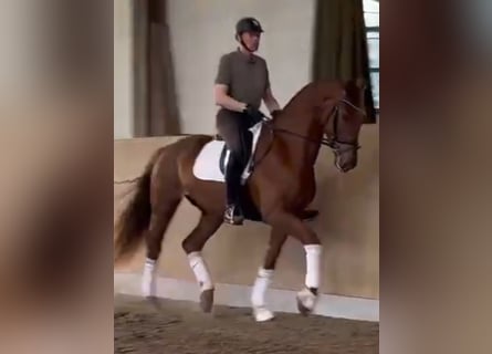 Oldenburger, Wallach, 4 Jahre, 179 cm, Fuchs