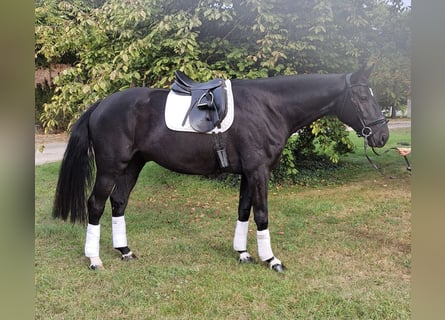 Oldenburger, Wallach, 4 Jahre, 180 cm, Rappe