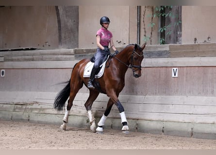 Oldenburger, Wallach, 4 Jahre, 182 cm, Brauner