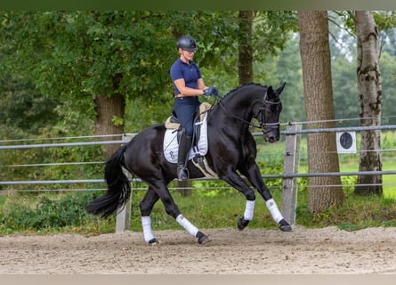 Oldenburger, Wallach, 4 Jahre, Rappe