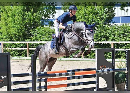 Oldenburger, Wallach, 4 Jahre, Schimmel