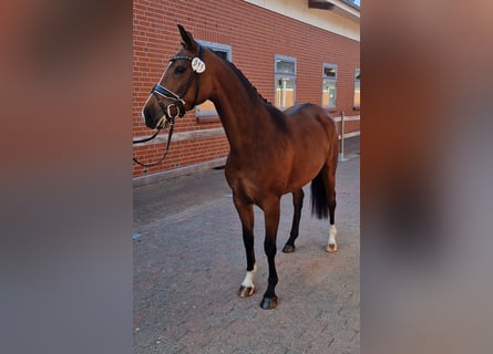 Oldenburger, Wallach, 5 Jahre, 160 cm, Brauner