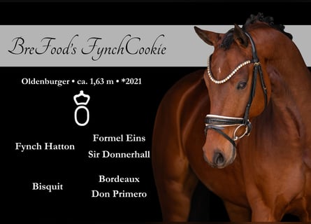 Oldenburger, Wallach, 5 Jahre, 163 cm, Brauner