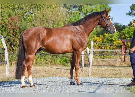 Oldenburger, Wallach, 5 Jahre, 164 cm, Dunkelfuchs