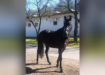 Oldenburger, Wallach, 5 Jahre, 164 cm, Rappe
