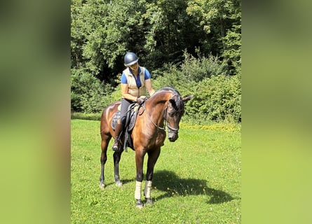 Oldenburger, Wallach, 5 Jahre, 166 cm