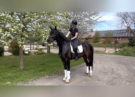 Oldenburger, Wallach, 5 Jahre, 166 cm, Dunkelbrauner