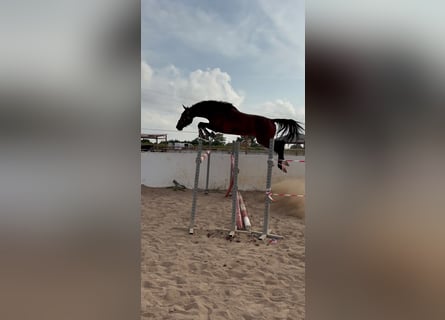 Oldenburger, Wallach, 5 Jahre, 167 cm, Brauner