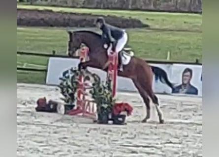 Oldenburger, Wallach, 5 Jahre, 167 cm, Brauner
