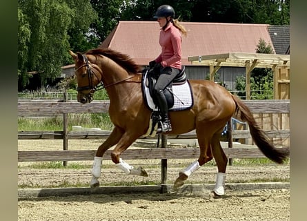 Oldenburger, Wallach, 5 Jahre, 167 cm, Fuchs