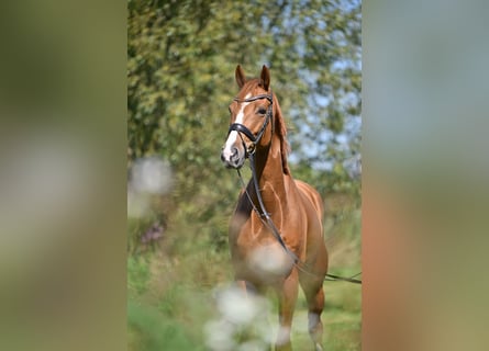 Oldenburger, Wallach, 5 Jahre, 167 cm, Fuchs