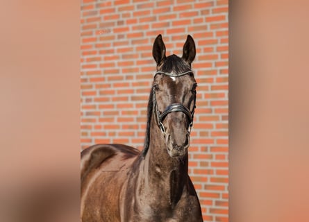 Oldenburger Mix, Wallach, 5 Jahre, 167 cm, Rappe