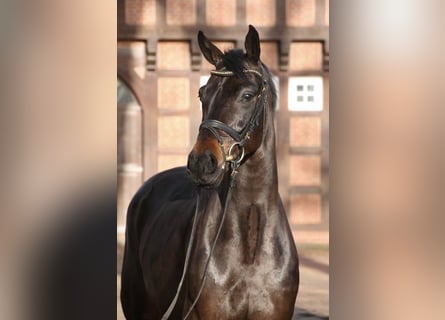 Oldenburger, Wallach, 5 Jahre, 167 cm, Schwarzbrauner