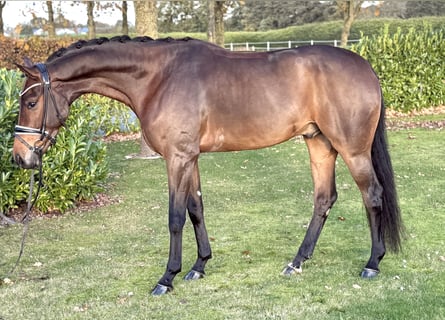 Oldenburger, Wallach, 5 Jahre, 168 cm, Brauner