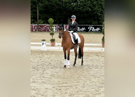 Oldenburger, Wallach, 5 Jahre, 168 cm, Brauner