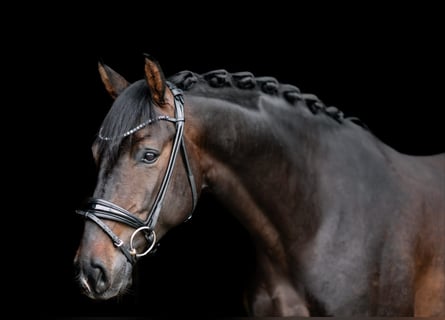 Oldenburger, Wallach, 5 Jahre, 168 cm, Dunkelbrauner