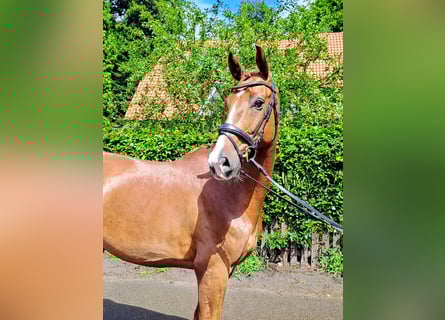 Oldenburger, Wallach, 5 Jahre, 168 cm, Dunkelfuchs