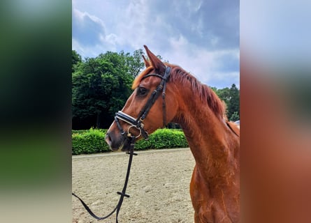 Oldenburger, Wallach, 5 Jahre, 168 cm, Dunkelfuchs