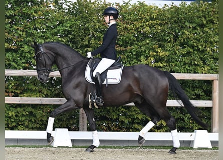 Oldenburger, Wallach, 5 Jahre, 168 cm, Rappe