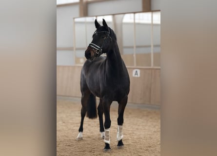 Oldenburger, Wallach, 5 Jahre, 168 cm, Schwarzbrauner