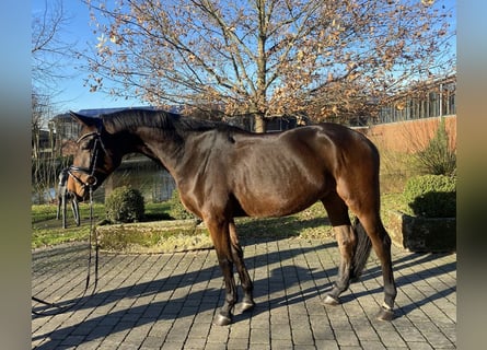 Oldenburger, Wallach, 5 Jahre, 169 cm, Brauner