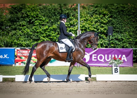 Oldenburger, Wallach, 5 Jahre, 169 cm, Brauner