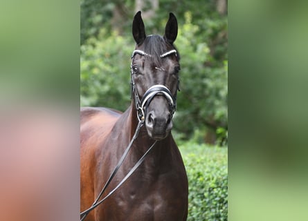 Oldenburger, Wallach, 5 Jahre, 169 cm, Rappe