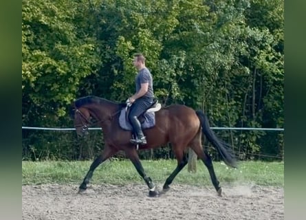 Oldenburger, Wallach, 5 Jahre, 170 cm, Brauner