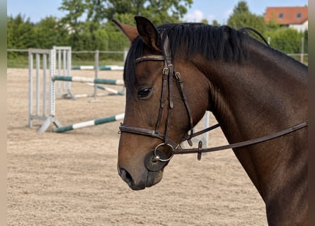 Oldenburger, Wallach, 5 Jahre, 170 cm, Brauner