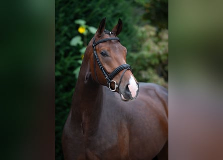 Oldenburger, Wallach, 5 Jahre, 170 cm, Brauner